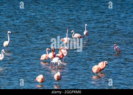 Colonie d'oiseaux aquatiques roses flamant dans le lac salé de Grevelingen près du village de Battenoord à Zeeland, pays-Bas Banque D'Images