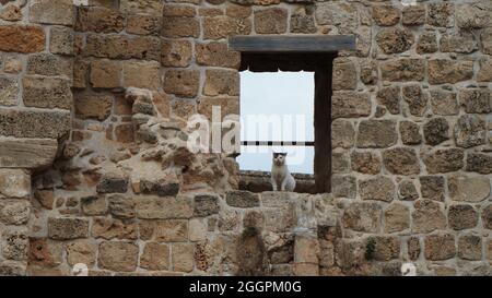 Un chat blanc sur une fenêtre dans un vieux mur de pierre à Akko en Israël Banque D'Images