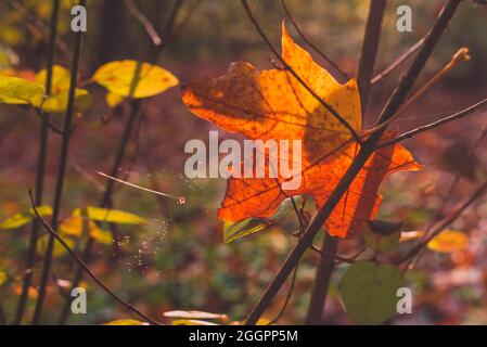 Une feuille d'érable aux couleurs automnales s'accroche à une branche, une petite toile d'araignée, en automne Banque D'Images