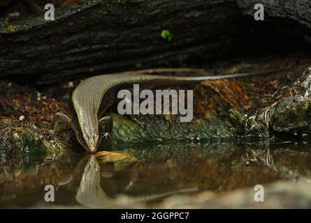 SunSun Skink (Eutropis multifasciata) adulte buvant dans la piscine de la forêt Kaeng Krachen, Thaïlande Janvier Banque D'Images