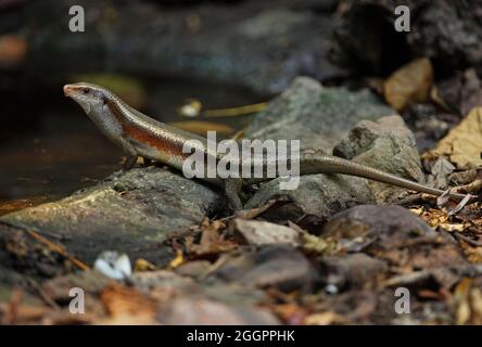 SunSun Skink (Eutropis multifasciata) adulte buvant à la piscine Kaeng Krachen, Thaïlande Janvier Banque D'Images