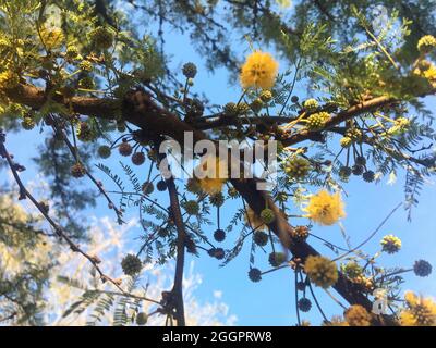 fleurs jaunes d'un caven acacia. Vachellia caven. Espinillo Banque D'Images