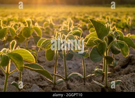 Jeunes plants de soja, en pleine croissance sur le terrain, rétroéclairés par la lumière du matin Banque D'Images