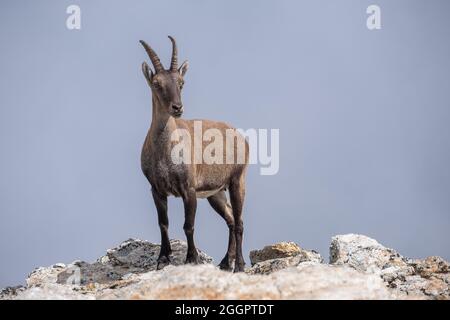 Jeune chamois des alpes italiennes. Banque D'Images