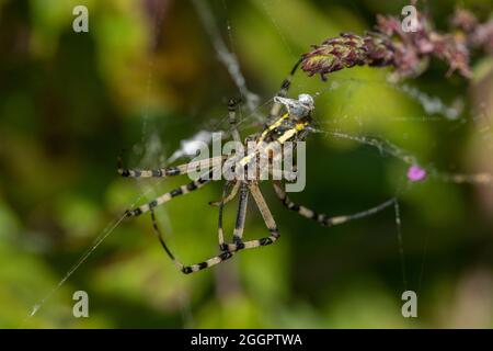 L'espèce d'araignée Argiope aurantia est communément connue sous le nom d'araignée de jardin jaune,[2][3] araignée de jardin noire et jaune,[4] araignée de jardin dorée,[5] W. Banque D'Images