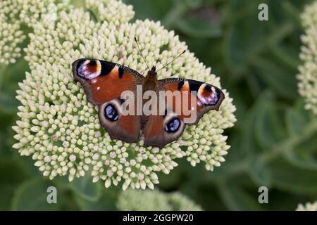 Peacock papillon Aglais io on reposant sur Sedum fleur UK Banque D'Images