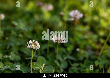 Trifolium repens la fleur qui pousse dans le champ Banque D'Images