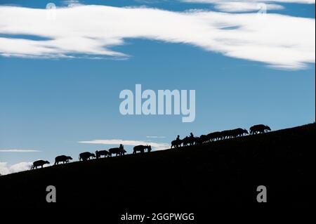 Silhouette de troupeau de buffles d'eau thaïlandais paître sur les collines de pâturage et les touristes se tenant sur le ciel bleu au parc national Banque D'Images