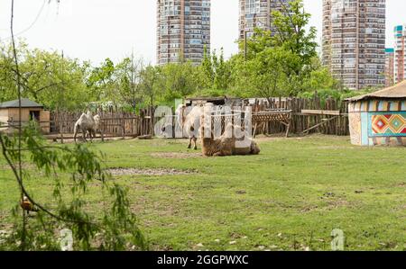 Krasnodar, Russie-03 mai 2021 : trois chameaux dans un zoo avec la toile de fond des immeubles d'appartements en hauteur. Safari Park Zoo Banque D'Images