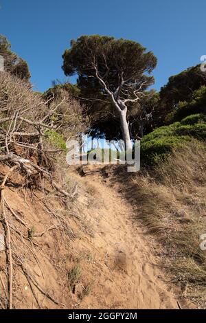 Plage de Baratti. La grande pinède sur la première dune. Banque D'Images