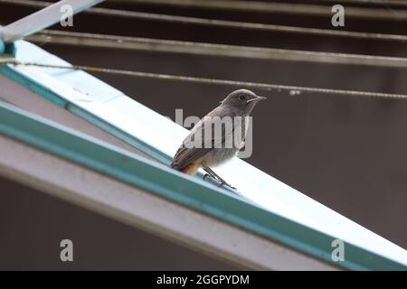 Gros plan d'un redstart perché sur une corde à linge à l'extérieur de la maison Banque D'Images