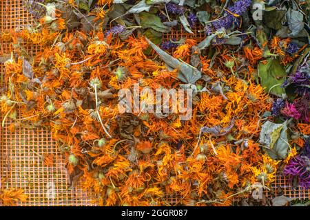 Calendula séchée, Monarda Didyma (bergamote) et anis hyssop (Agastache foenicule). Déjà séché pour faire du thé aux herbes relaxant. Banque D'Images