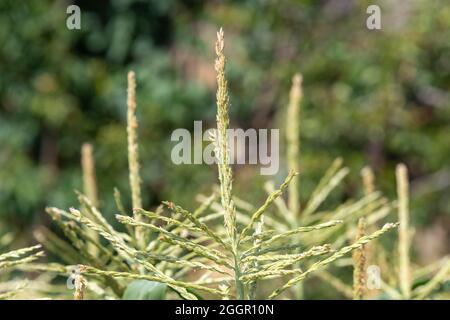 Gros plan des fleurs sur les plants de maïs Banque D'Images
