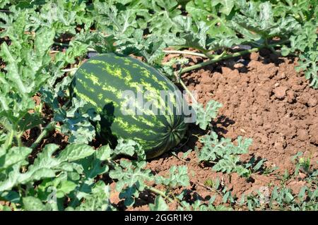 Watermelon-Citrullus lanatus- in garden Banque D'Images