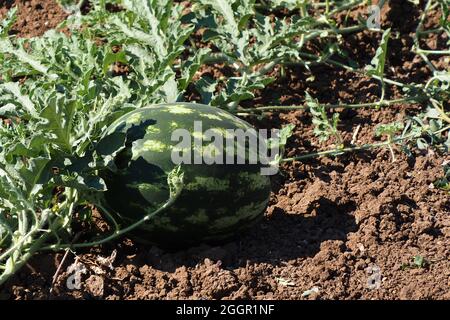 Watermelon-Citrullus lanatus- in garden Banque D'Images