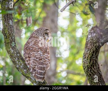 Un hibou barré perché dans une chasse à la nourriture-regardant vers le bas Banque D'Images