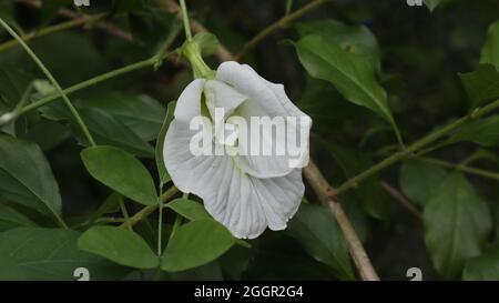 Gros plan d'une fleur de variété blanche de pois papillons (Clitoria ternatea) Banque D'Images