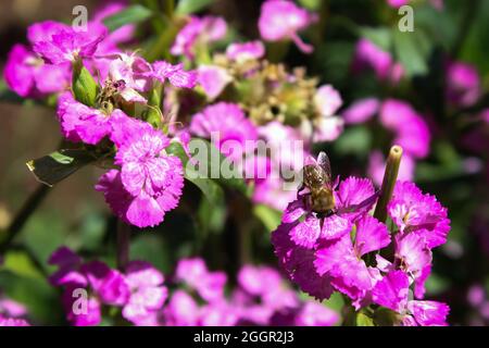 Nectar Bee sur fleurs (Sweet Williams) Banque D'Images