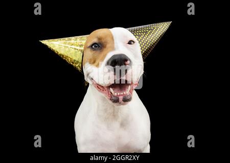 Chien drôle et heureux célébrant le nouvel an, l'anniversaire et le carnaval en portant deux chapeaux de fête. Isolé sur fond noir Banque D'Images