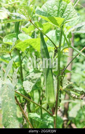 Lady finger ou okra est cultivé dans le jardin, les fruits et les fleurs de l'Okra ou de la plante de doigt de dame (Abelmoschus esculentus), ochro, jumbo, Inde, Mumba Banque D'Images