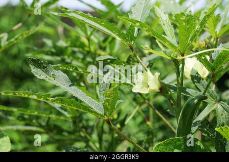 Lady finger ou okra est cultivé dans le jardin, les fruits et les fleurs de l'Okra ou de la plante de doigt de dame (Abelmoschus esculentus), ochro, jumbo, Inde, Mumba Banque D'Images
