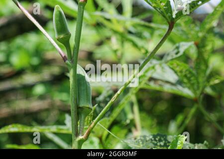 Lady finger ou okra est cultivé dans le jardin, les fruits et les fleurs de l'Okra ou de la plante de doigt de dame (Abelmoschus esculentus), ochro, jumbo, Inde, Mumba Banque D'Images