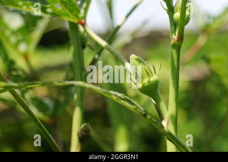 Lady finger ou okra est cultivé dans le jardin, les fruits et les fleurs de l'Okra ou de la plante de doigt de dame (Abelmoschus esculentus), ochro, jumbo, Inde, Mumba Banque D'Images