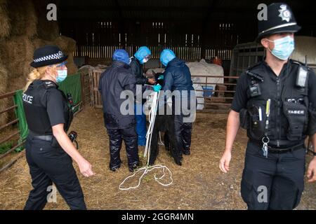 Les vétérinaires de DEFRA aidés par la police emmènent Geronimo l'alpaga à Shepherds Close Farm près de Wickwar, Gloucestershire. Banque D'Images