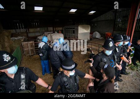 Les vétérinaires de DEFRA aidés par la police emmènent Geronimo l'alpaga à Shepherds Close Farm près de Wickwar, Gloucestershire. Banque D'Images