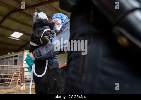 Les vétérinaires de DEFRA aidés par la police emmènent Geronimo l'alpaga à Shepherds Close Farm près de Wickwar, Gloucestershire. Banque D'Images