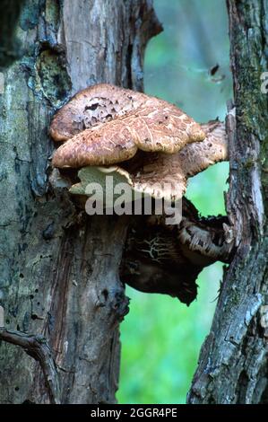 Les champignons atteignent et couvrent la distance entre deux arbres dans la forêt. Banque D'Images