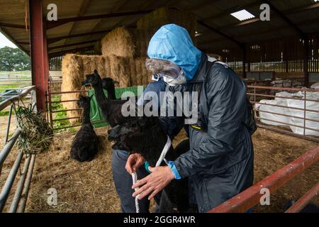 Les vétérinaires de DEFRA aidés par la police emmènent Geronimo l'alpaga à Shepherds Close Farm près de Wickwar, Gloucestershire. Banque D'Images