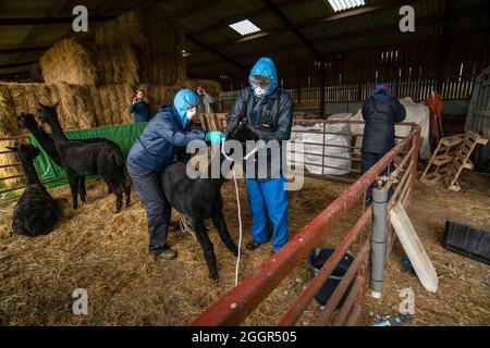 Les vétérinaires de DEFRA aidés par la police emmènent Geronimo l'alpaga à Shepherds Close Farm près de Wickwar, Gloucestershire. Banque D'Images