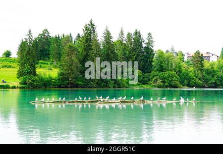 Réservoir Lech à Lechbruck am See. Les mouettes s'assoient en rangée sur une bûche au milieu du lac. Banque D'Images