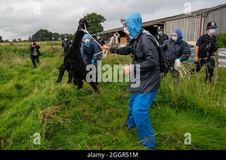 Les vétérinaires de DEFRA aidés par la police emmènent Geronimo l'alpaga à Shepherds Close Farm près de Wickwar, Gloucestershire. Banque D'Images