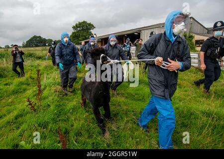 Les vétérinaires de DEFRA aidés par la police emmènent Geronimo l'alpaga à Shepherds Close Farm près de Wickwar, Gloucestershire. Banque D'Images