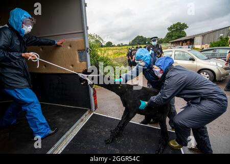 Les vétérinaires de DEFRA aidés par la police emmènent Geronimo l'alpaga à Shepherds Close Farm près de Wickwar, Gloucestershire. Banque D'Images