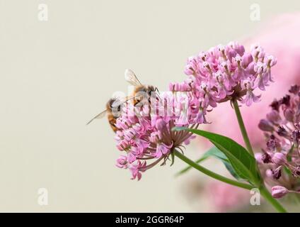 Gros plan d'une abeille collectant le nectar avec sa langue au sommet d'une fleur de l'herbe à lait de marais, avec une deuxième abeille près derrière. Banque D'Images