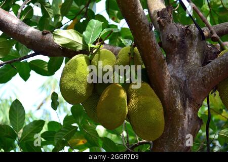 Jackfrucht, arbre à rame, Jackfruchtbaum, Jackfrucht, Artocarpus heterophyllus,Jákafa, Indonésie, Asie Banque D'Images