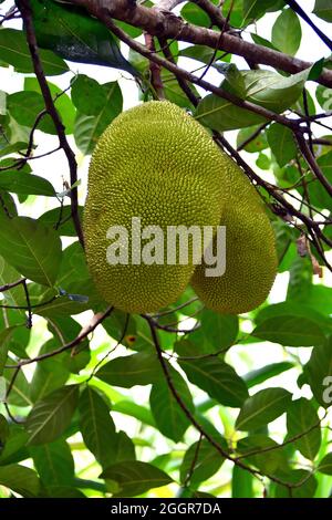 Jackfrucht, arbre à rame, Jackfruchtbaum, Jackfrucht, Artocarpus heterophyllus,Jákafa, Indonésie, Asie Banque D'Images