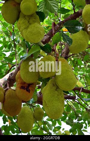 Jackfrucht, arbre à rame, Jackfruchtbaum, Jackfrucht, Artocarpus heterophyllus,Jákafa, Indonésie, Asie Banque D'Images