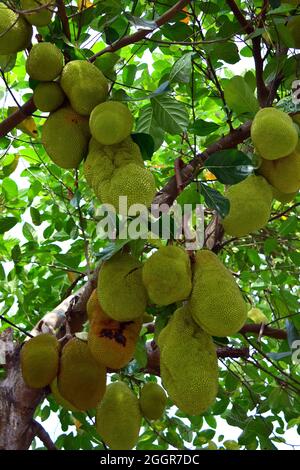 Jackfrucht, arbre à rame, Jackfruchtbaum, Jackfrucht, Artocarpus heterophyllus,Jákafa, Indonésie, Asie Banque D'Images