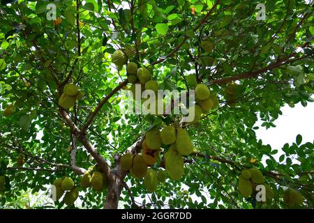 Jackfrucht, arbre à rame, Jackfruchtbaum, Jackfrucht, Artocarpus heterophyllus,Jákafa, Indonésie, Asie Banque D'Images