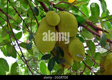 Jackfrucht, arbre à rame, Jackfruchtbaum, Jackfrucht, Artocarpus heterophyllus,Jákafa, Indonésie, Asie Banque D'Images