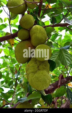 Jackfrucht, arbre à rame, Jackfruchtbaum, Jackfrucht, Artocarpus heterophyllus,Jákafa, Indonésie, Asie Banque D'Images