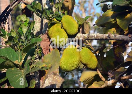 Jackfrucht, arbre à rame, Jackfruchtbaum, Jackfrucht, Artocarpus heterophyllus,Jákafa, Indonésie, Asie Banque D'Images