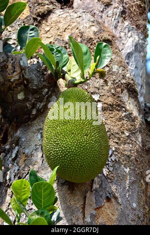 Jackfrucht, arbre à rame, Jackfruchtbaum, Jackfrucht, Artocarpus heterophyllus,Jákafa, Indonésie, Asie Banque D'Images