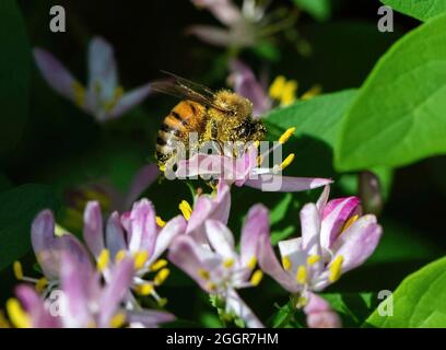 Une abeille recouverte de pollen et collectant le nectar des délicates fleurs roses d'un buisson vert. Banque D'Images