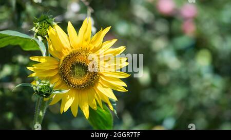 Fleur de tournesol ronde ensoleillée sur fond vert flou de jardin. Helianthus annuus. Gros plan de la tête de fleur jaune en forme de soleil. Feuillage luxuriant. Banque D'Images