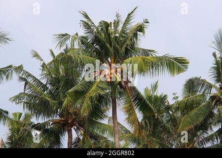 Cococotier, cocotier, Kokospalme, Kokosnusspalme, Kokosnuss,Cocos nucifera, kókuszpálma, Indonésie, Asie Banque D'Images